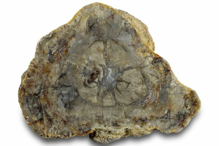 Polished Dinosaur Coprolite Nodule Half - Utah #307957